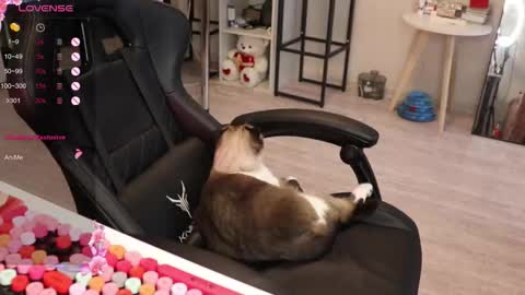 Alis online show from November 13, 8:02 am