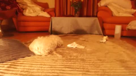 Andra online show from November 9, 9:11 pm