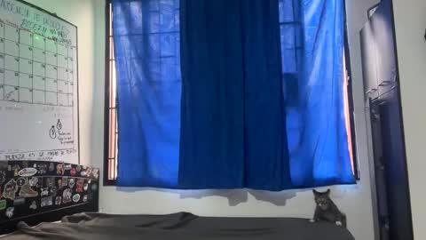 Dahlia online show from April 16, 12:27 pm