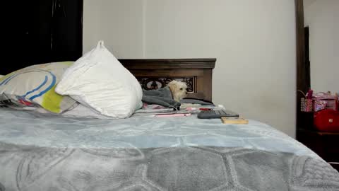 CINDY online show from November 16, 2:13 am