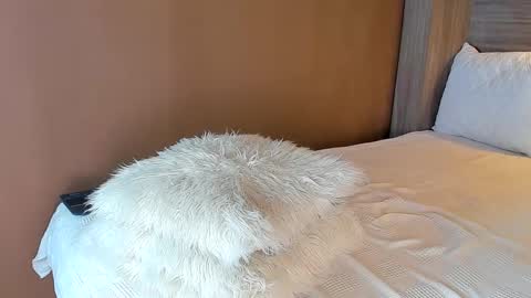 gigi wilden online show from December 5, 3:13 pm