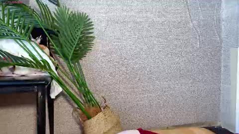 SuSu online show from December 20, 3:32 am