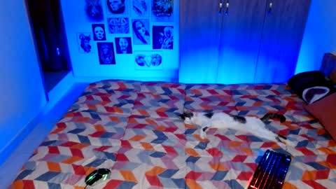 Rachel online show from October 8, 1:54 am