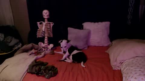    RAMONA Q   online show from December 10, 9:23 am