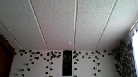 Rossana  online show from December 19, 7:39 pm