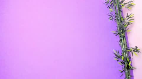 Denis online show from December 12, 5:42 am