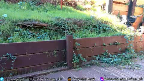 Aurora Wolfe  Shy College Girl  Top 16 of all OF Creators online show from November 1, 6:45 pm