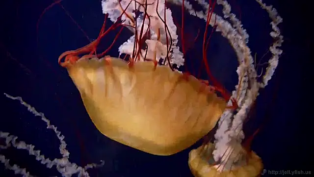 streamy test11 online show from April 27, 10:12 am