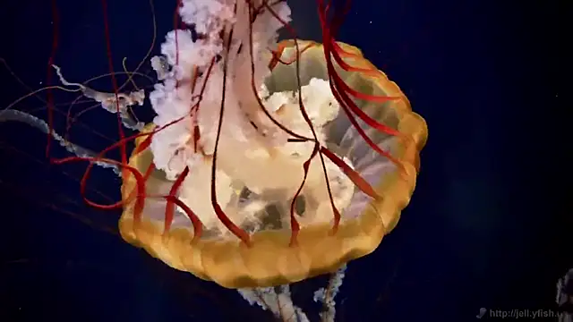 streamy test13 online show from October 2, 10:20 am