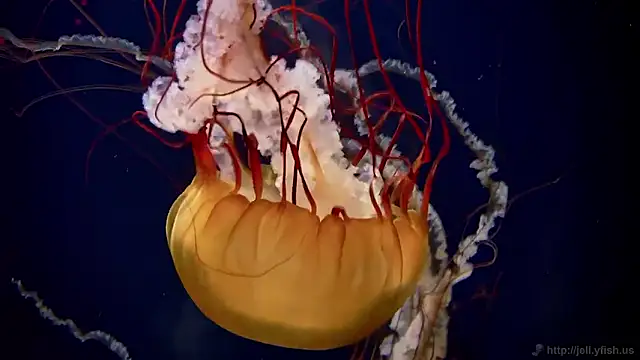 streamy test15 online show from November 5, 12:21 pm