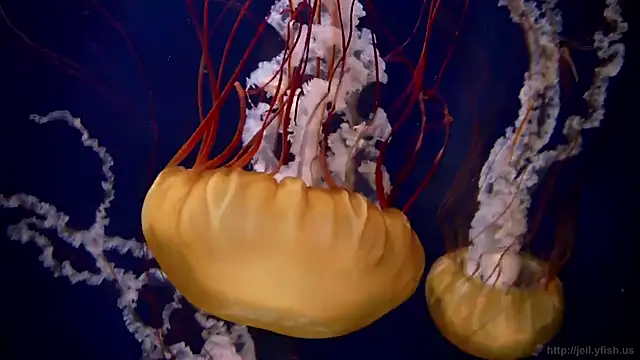 streamy test15 online show from December 18, 12:21 pm