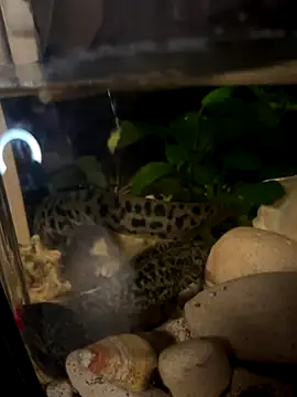 Snapshot of BroadFantasy chatting on October 18, 7:15 pm BroadFantasy online show from October 18, 7:15 pm