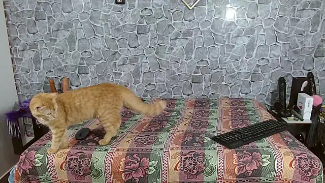 Aynle-toms online show from November 23, 2:03 am