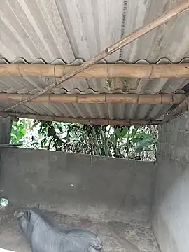 Tin tanny online show from December 23, 1:20 am