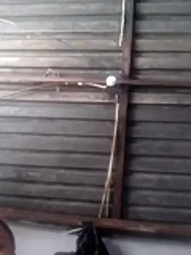 Teddypuer online show from November 14, 11:54 am