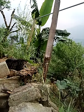 sushi-asa online show from March 28, 10:15 am