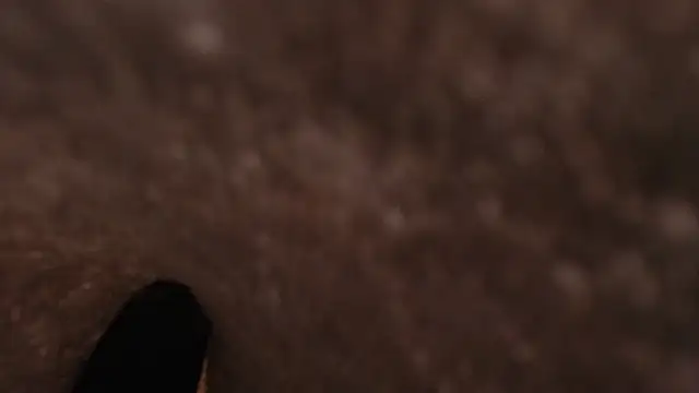 Sussana Wild online show from March 29, 12:15 pm