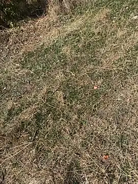 kara-tt online show from April 3, 2:53 am