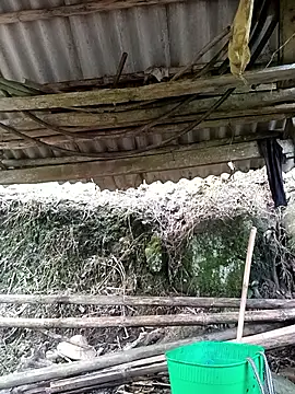 NIANIAKUTE online show from March 27, 8:48 am