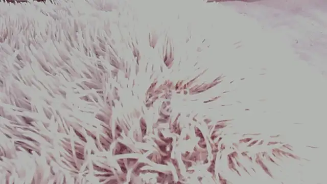 aryahunt1 online show from October 23, 8:53 am